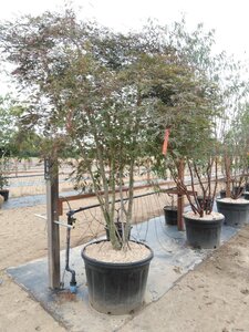 Acer pal. 'Tamukeyama' 200-250 cm cont. 180L meerstammig