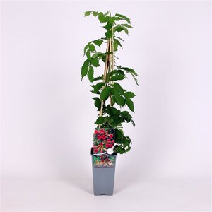 Campsis rad. 'Flamenco' 70 cm vierkant 2L