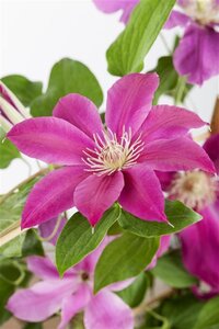 Clematis 'Comtesse de Bouchaud' 80-100 cm cont. 3,0L