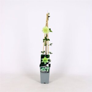 Clematis florida 'Alba Plena' (groen/wit) 70 cm vierkant 2L - afbeelding 2