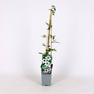 Clematis florida sieboldiana 70 cm vierkant 2L