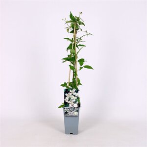 Clematis montana 'Alba' 70 cm vierkant 2L