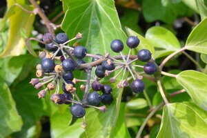 Hedera hibernica (grootbladig) 80-100 cm cont. 1,5L met stok - afbeelding 3