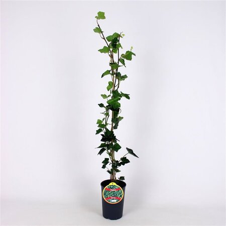 Hedera hibernica (grootbladig) 80-100 cm cont. 2,0L