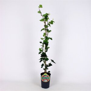 Hedera hibernica (grootbladig) 80-100 cm cont. 2,0L
