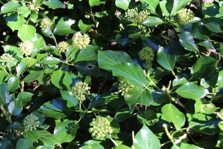 Hedera hibernica (grootbladig) 80-100 cm cont. 2,0L met stok - afbeelding 4