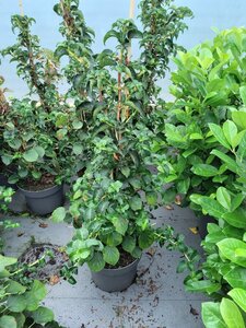 Hydrangea anomala petiolaris 100-125 cm cont. 10L - afbeelding 6