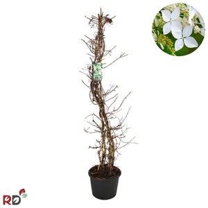 Hydrangea anomala petiolaris 150-175 cm cont. 20L