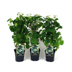 Hydrangea anomala petiolaris 50-60 cm cont. 2,0L - afbeelding 2