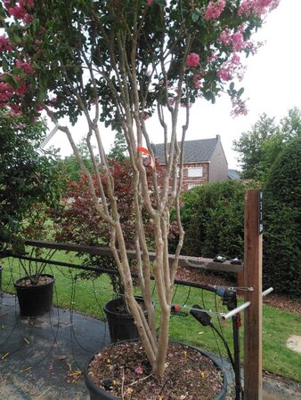 Lagerstroemia ind. 'King Summer' ® 300-350 cm cont. 230L meerstammig - afbeelding 1