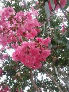 Lagerstroemia ind. 'King Summer' ® 300-350 cm cont. 230L meerstammig - afbeelding 2