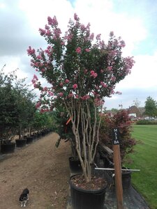 Lagerstroemia ind. 'King Summer' ® 300-350 cm cont. 230L meerstammig - afbeelding 3