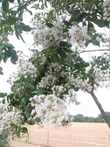 Lagerstroemia 'Natchez' WIT 300-350 cm cont. 230L meerstammig