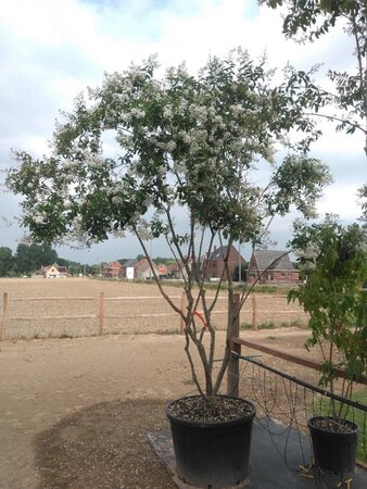 Lagerstroemia 'Natchez' WIT 300-350 cm cont. 230L meerstammig - afbeelding 2
