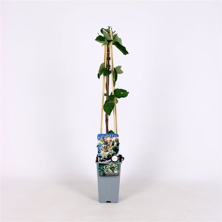 Lonicera caprifolium 70 cm vierkant 2L