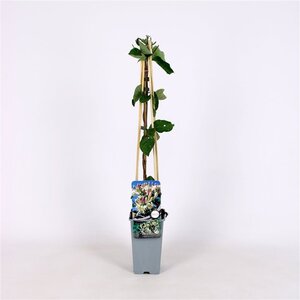 Lonicera caprifolium 70 cm vierkant 2L