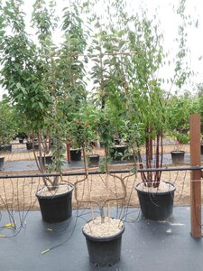 Malus d. 'Elstar' (Laat) geen maat specificatie cont. 50L double U shape