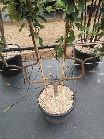 Malus d. 'Elstar' (Laat) geen maat specificatie cont. 50L double U shape - image 2