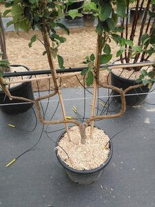 Malus d. 'Elstar' (Laat) geen maat specificatie cont. 50L double U shape - image 2