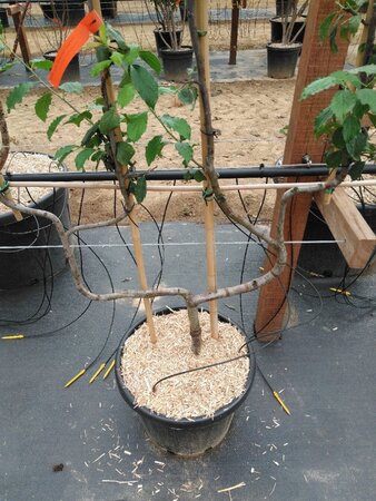 Prunus d. 'Hauszwetsche' = 'Altesse Simple' geen maat specificatie cont. 50L double U shape - image 1
