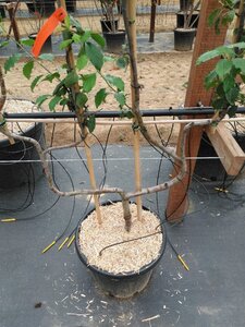 Prunus d. 'Hauszwetsche' = 'Altesse Simple' geen maat specificatie cont. 50L double U shape