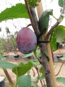 Prunus d. 'Hauszwetsche' = 'Altesse Simple' geen maat specificatie cont. 50L double U shape - image 2