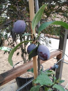 Prunus d. 'Hauszwetsche' = 'Altesse Simple' geen maat specificatie cont. 50L double U shape - image 3
