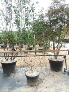 Prunus d. 'Hauszwetsche' = 'Altesse Simple' geen maat specificatie cont. 50L double U shape - image 4