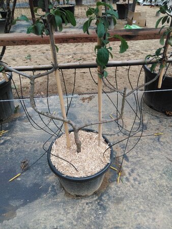 Prunus d. 'Hauszwetsche' = 'Altesse Simple' geen maat specificatie cont. 50L double U shape - image 5