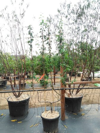 Prunus d. 'Hauszwetsche' = 'Altesse Simple' geen maat specificatie cont. 50L double U shape - image 6