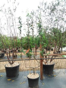Prunus d. 'Hauszwetsche' = 'Altesse Simple' geen maat specificatie cont. 50L double U shape - image 6