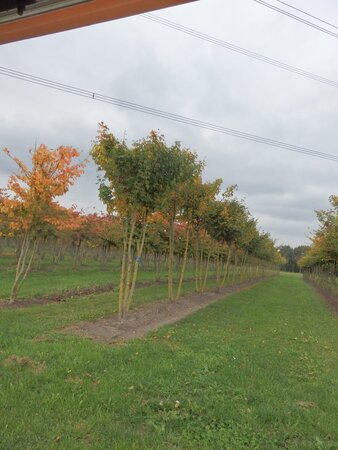 Acer campestre 300-350 cm draadkluit meerstammig - afbeelding 2