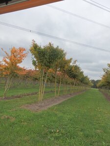 Acer campestre 300-350 cm draadkluit meerstammig - afbeelding 2