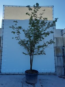 Acer campestre 300-350 cm draadkluit meerstammig - afbeelding 1