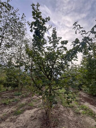 Acer campestre 300-350 cm draadkluit meerstammig - afbeelding 3