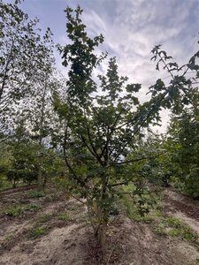 Acer campestre 300-350 cm draadkluit meerstammig - afbeelding 3