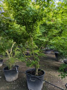 Acer palmatum 250-300 cm container meerstammig - afbeelding 2