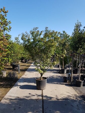 Acer palmatum 250-300 cm container meerstammig - afbeelding 4