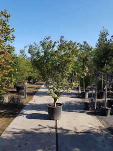 Acer palmatum 250-300 cm container meerstammig - afbeelding 4