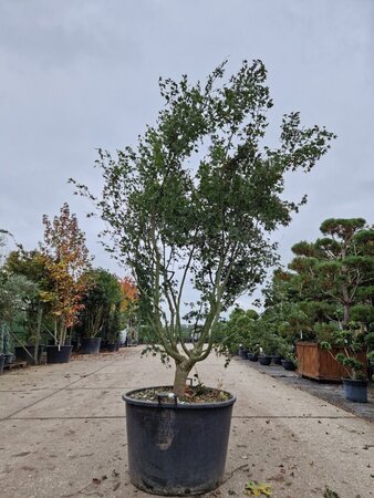 Acer palmatum 250-300 cm container meerstammig - afbeelding 5