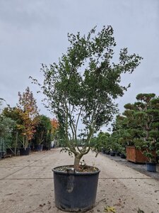 Acer palmatum 250-300 cm container meerstammig - afbeelding 5