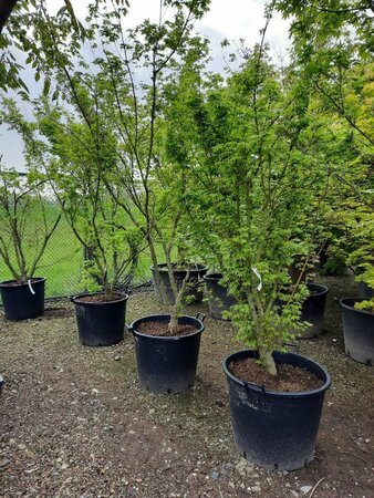 Acer palmatum 250-300 cm container meerstammig - afbeelding 6