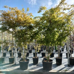 Acer palmatum 250-300 cm container meerstammig - afbeelding 11