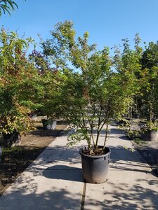 Acer palmatum 250-300 cm container meerstammig - afbeelding 7