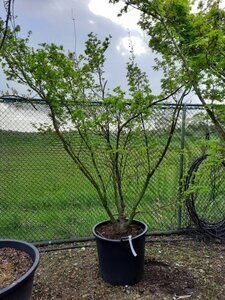 Acer palmatum 250-300 cm container meerstammig - afbeelding 8