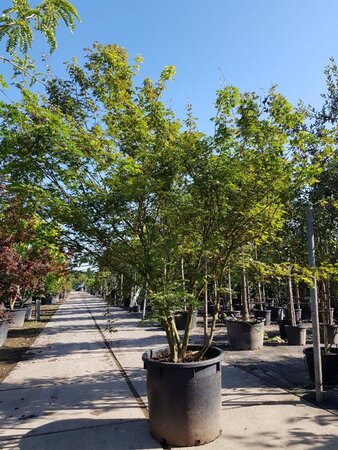 Acer palmatum 250-300 cm container meerstammig - afbeelding 9