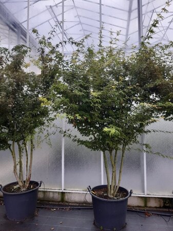 Acer palmatum 250-300 cm container meerstammig - afbeelding 10
