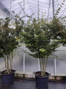 Acer palmatum 250-300 cm container meerstammig - afbeelding 10