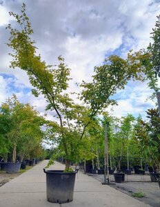 Acer palmatum 250-300 cm container meerstammig - afbeelding 12
