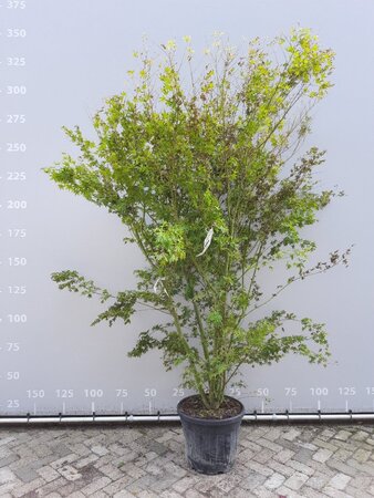 Acer palmatum 250-300 cm draadkluit meerstammig